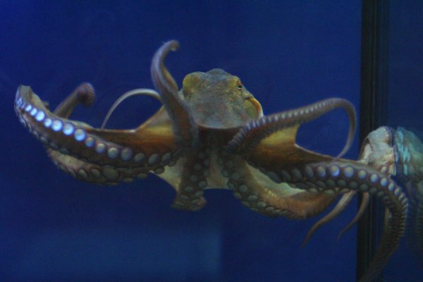 Kraken ссылка kraken clear com